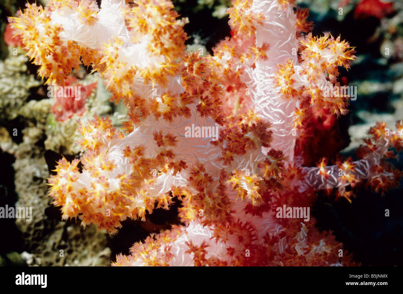 Nephtheidae. Soft Coral. Orange Spiky Soft Coral. Dendronephthya sp. Soft Corals in the Maldives. Marine life of the Maldives. Stock Photo