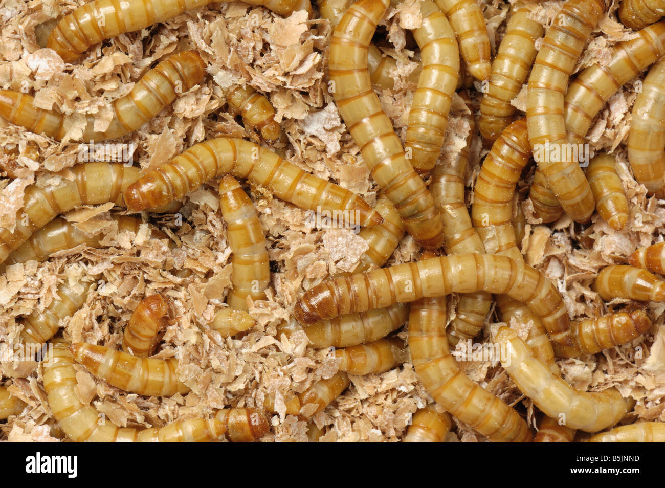 Yellow mealworm Tenebrio molitor beetle larvae Stock Photo