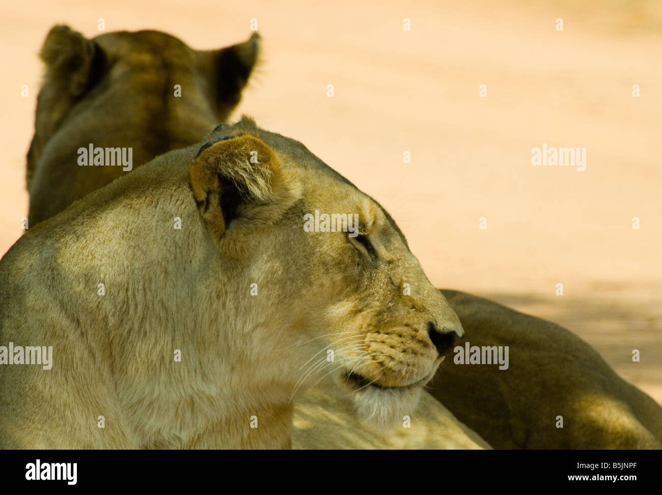 Pair of South African Lionesses Resting  in Afternoon Light Stock Photo