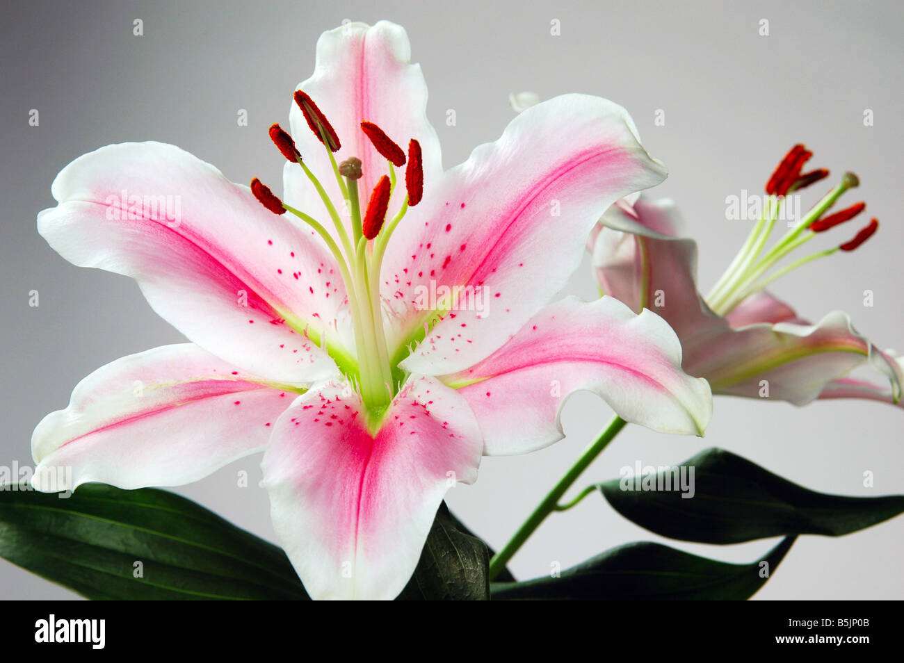 The Stargazer lily A.K.A. Lilium Star Gazer, is a large fragrant flower from the Liliaceae family. Stock Photo