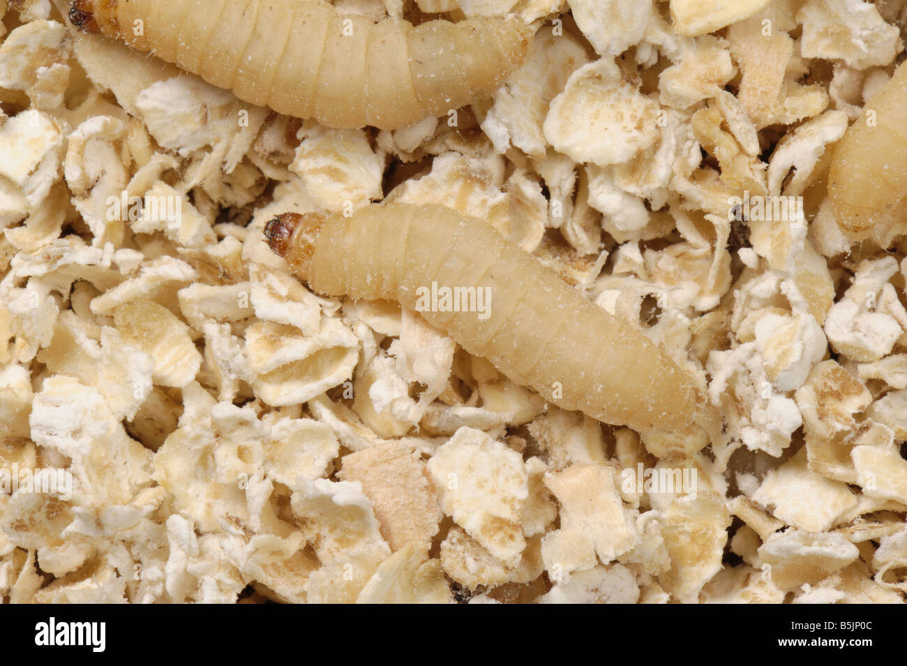 Greater wax moth caterpillar larva hires stock photography and images