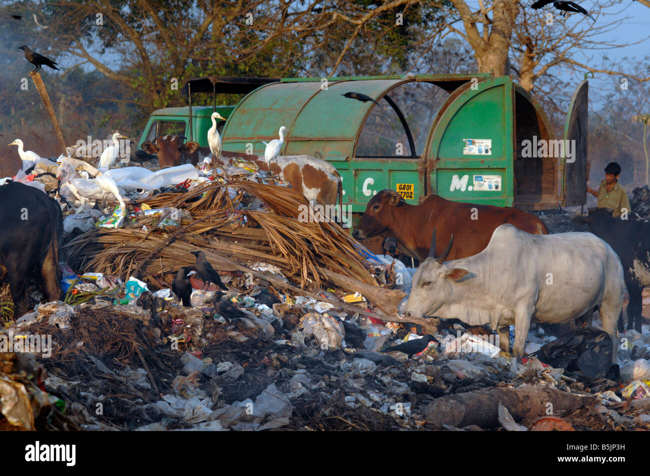 Rubbish is burnt on a dump near the town of Mapusa North Goa India, Cows, birds and people scavenge Stock Photo