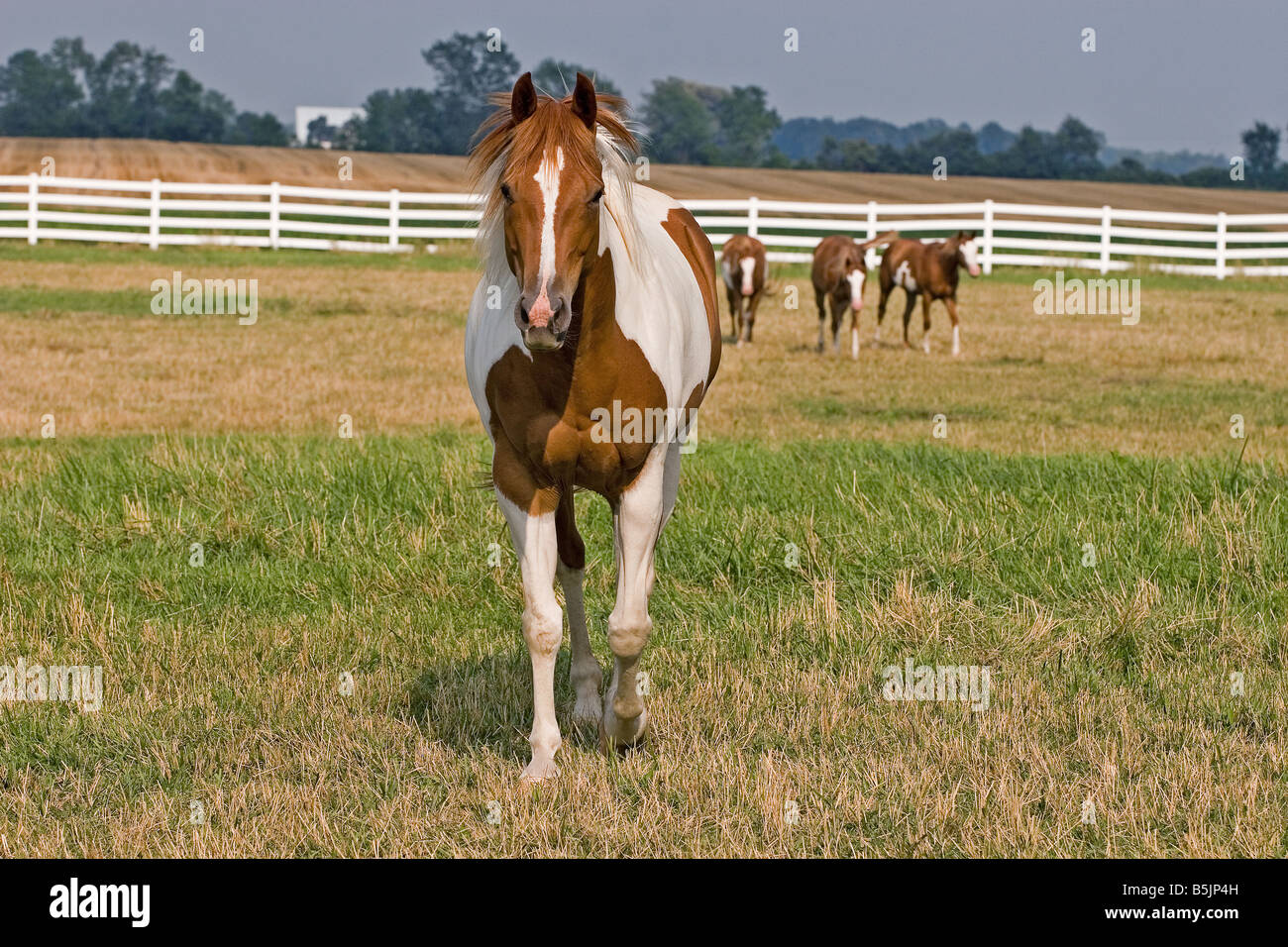 Paint Horse trotting towards camera in a field with other horses in the