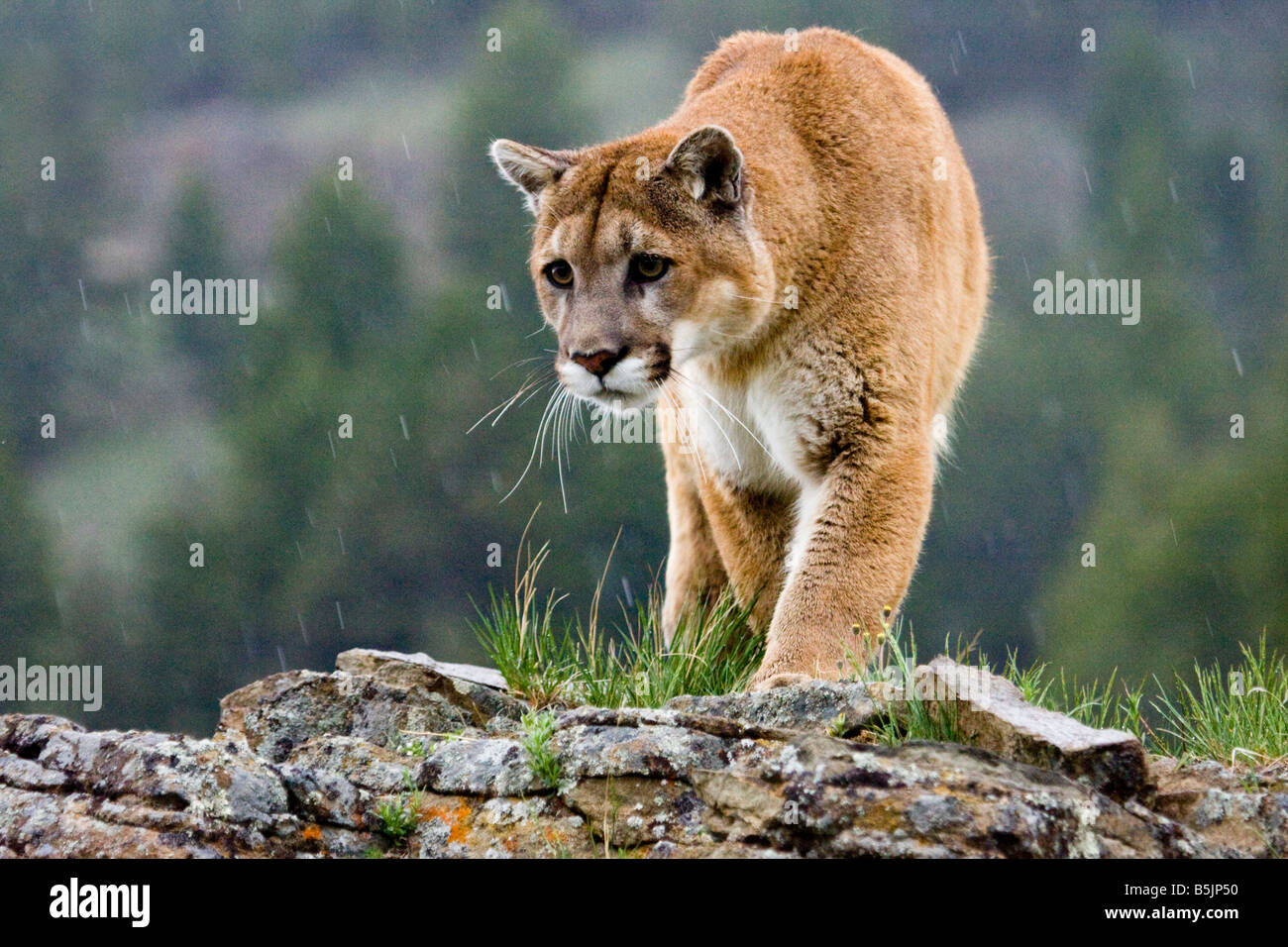 Cougar on a rocky ridge during a spring snow fall Stock Photo