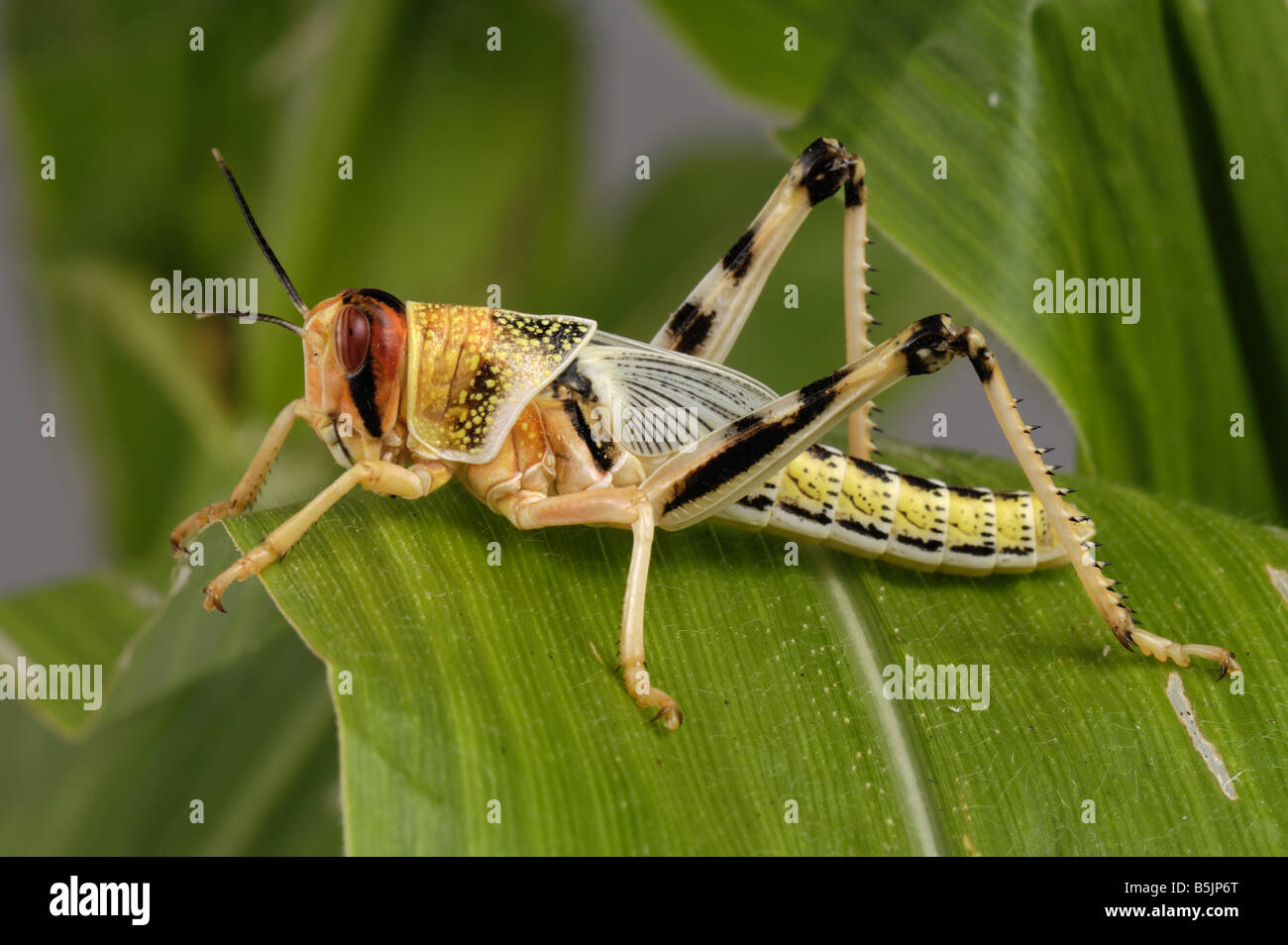Desert locust Schistocerca gregaria hopper nymph head on on a maize leaf Stock Photo