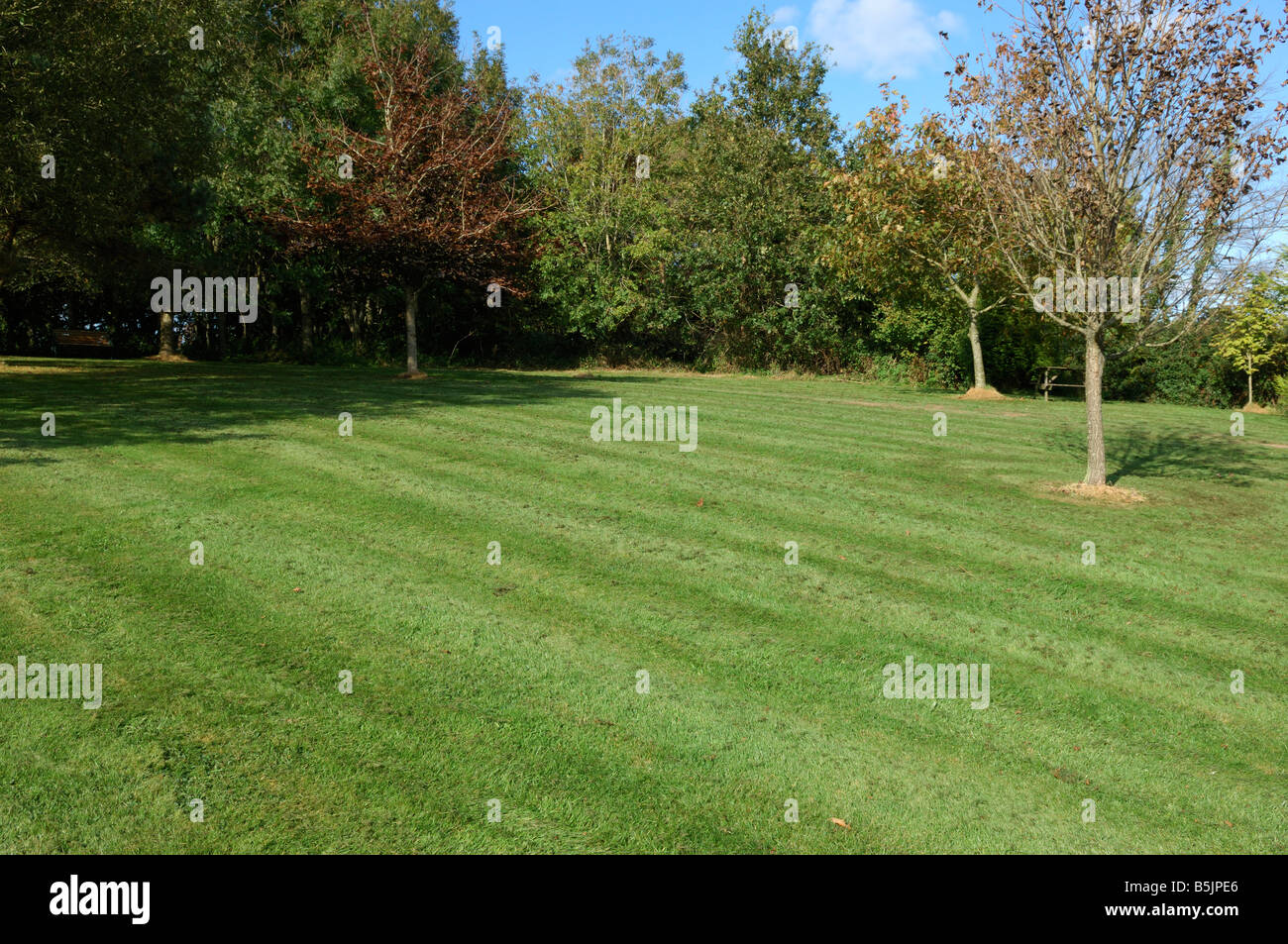 Rough lawn with fine mulch after mowing with a rotary mulching mower in autumn Stock Photo