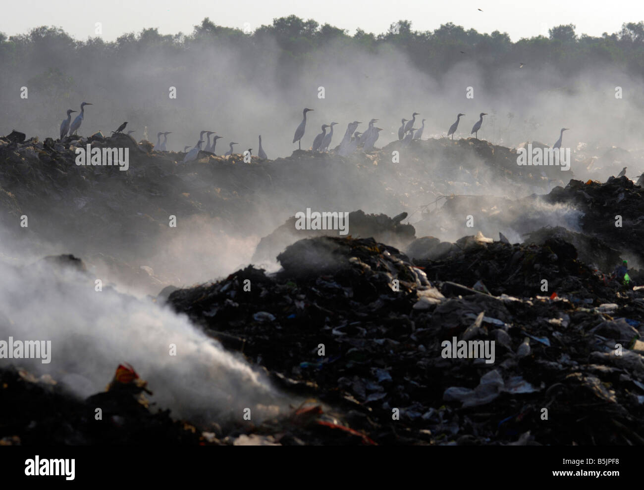 Rubbish is burnt on a dump near the town of Mapusa North Goa India, Cows, birds  (herons) scavenge Stock Photo