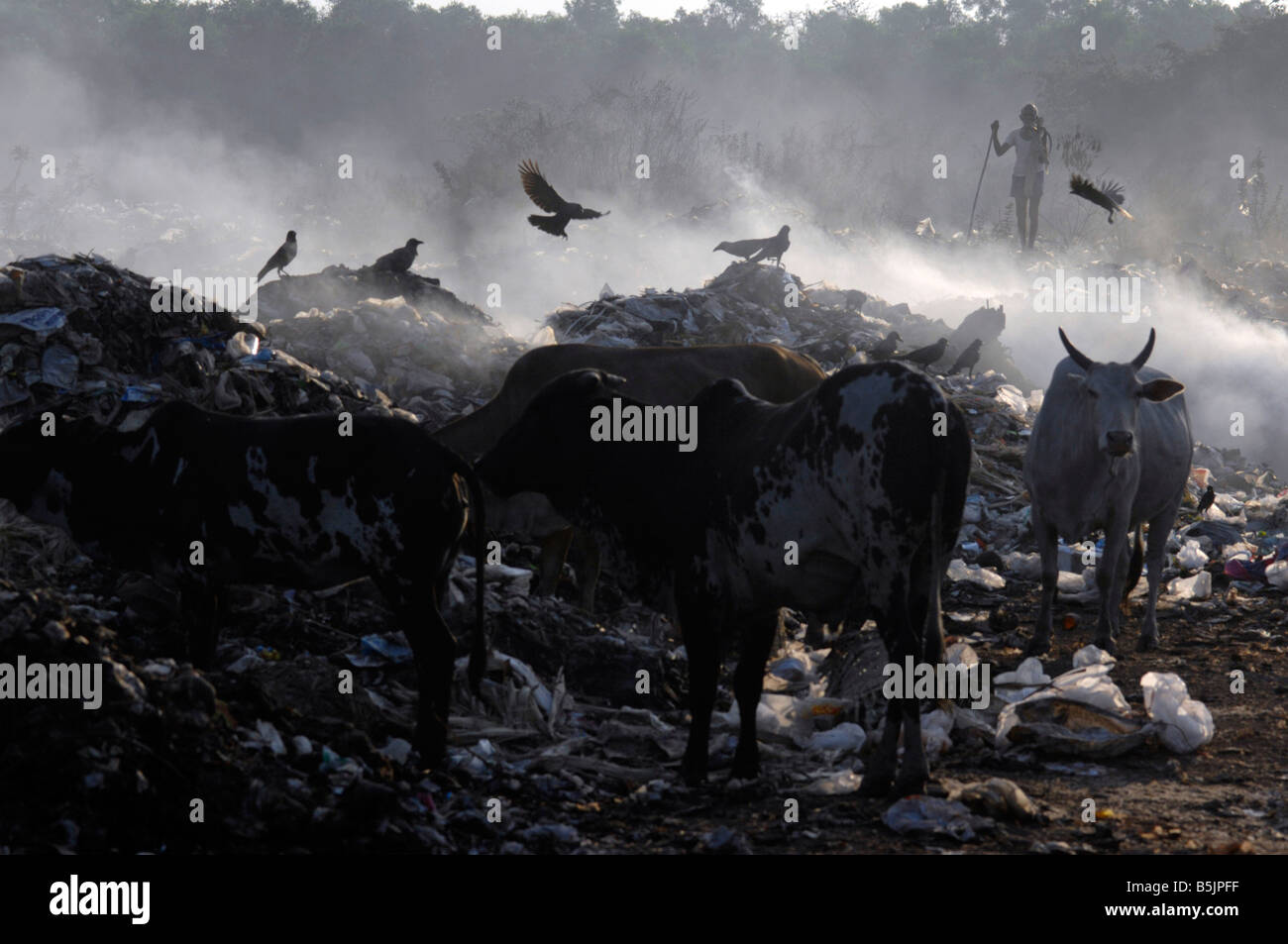 Rubbish is burnt on a dump near the town of Mapusa North Goa India, Cows, birds and a man scavenge Stock Photo
