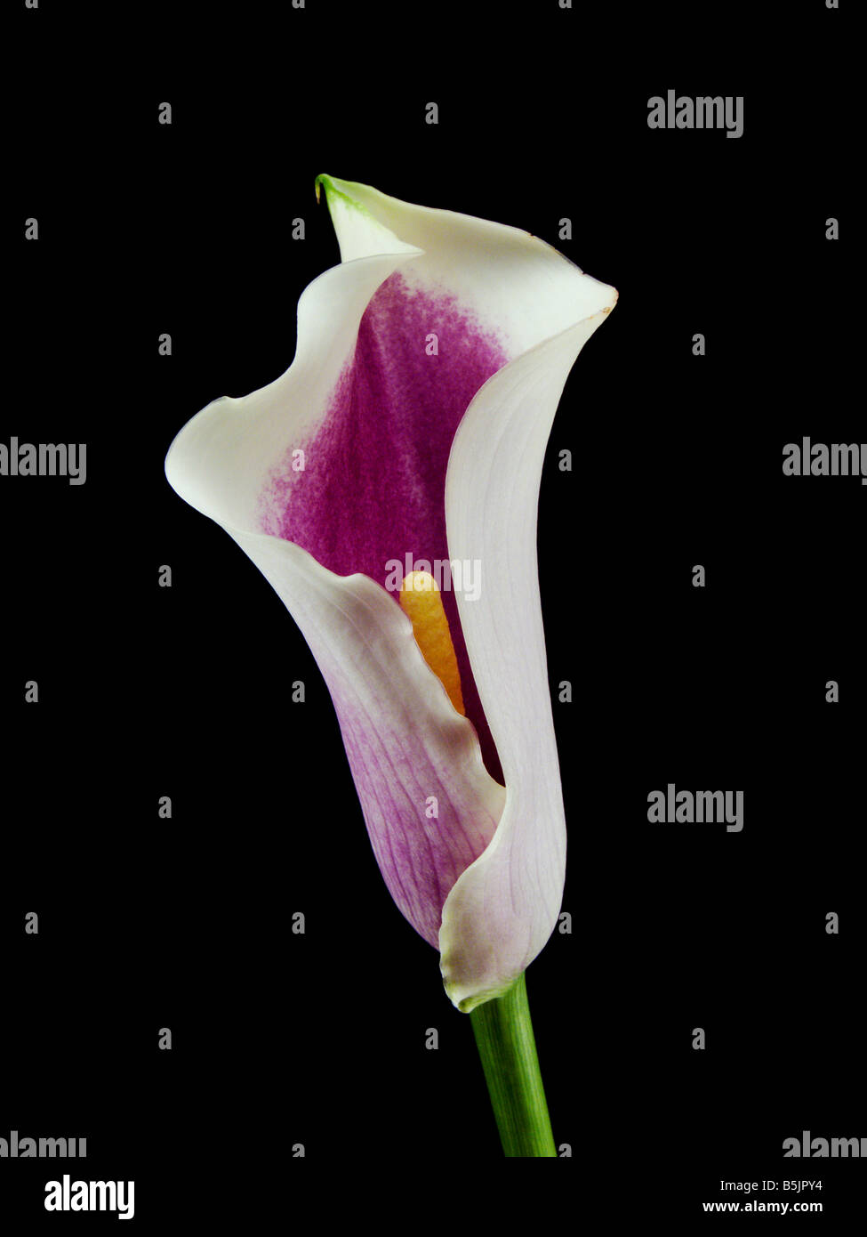 Calla Picasso Lily on Black Background Stock Photo - Alamy