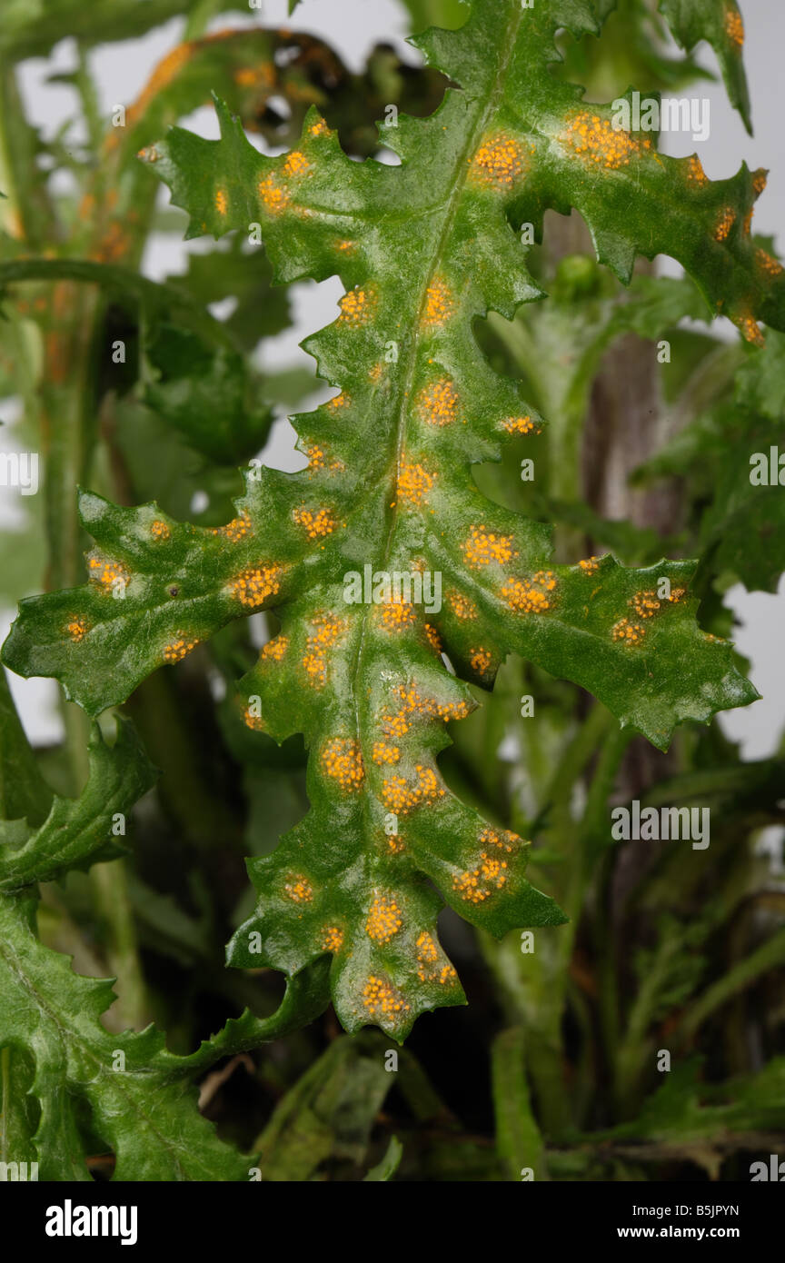 Rust Puccinia lagenophorae pustules on a groundsel Senecio vulgaris leaf Stock Photo