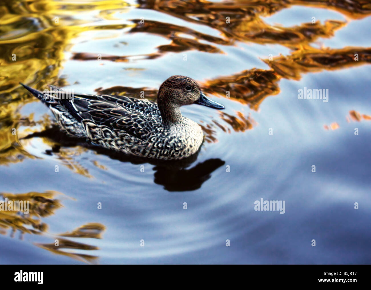 USA A duck swims across a reflection pond Duck is the common name for a number of species in the Anatidae family of birds Stock Photo