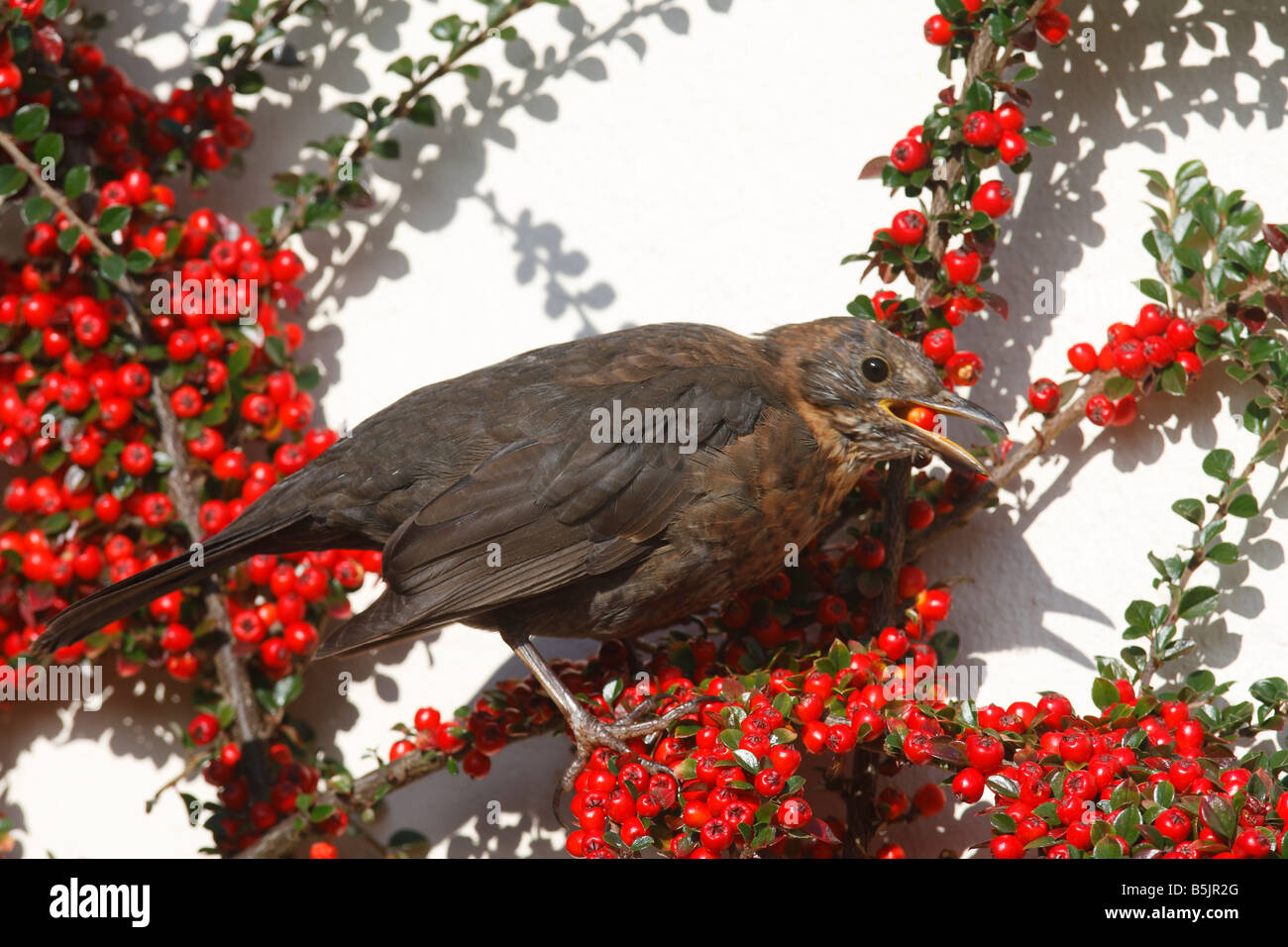 blackbird (Turdus merula) eating cotoneaster berries Stock Photo