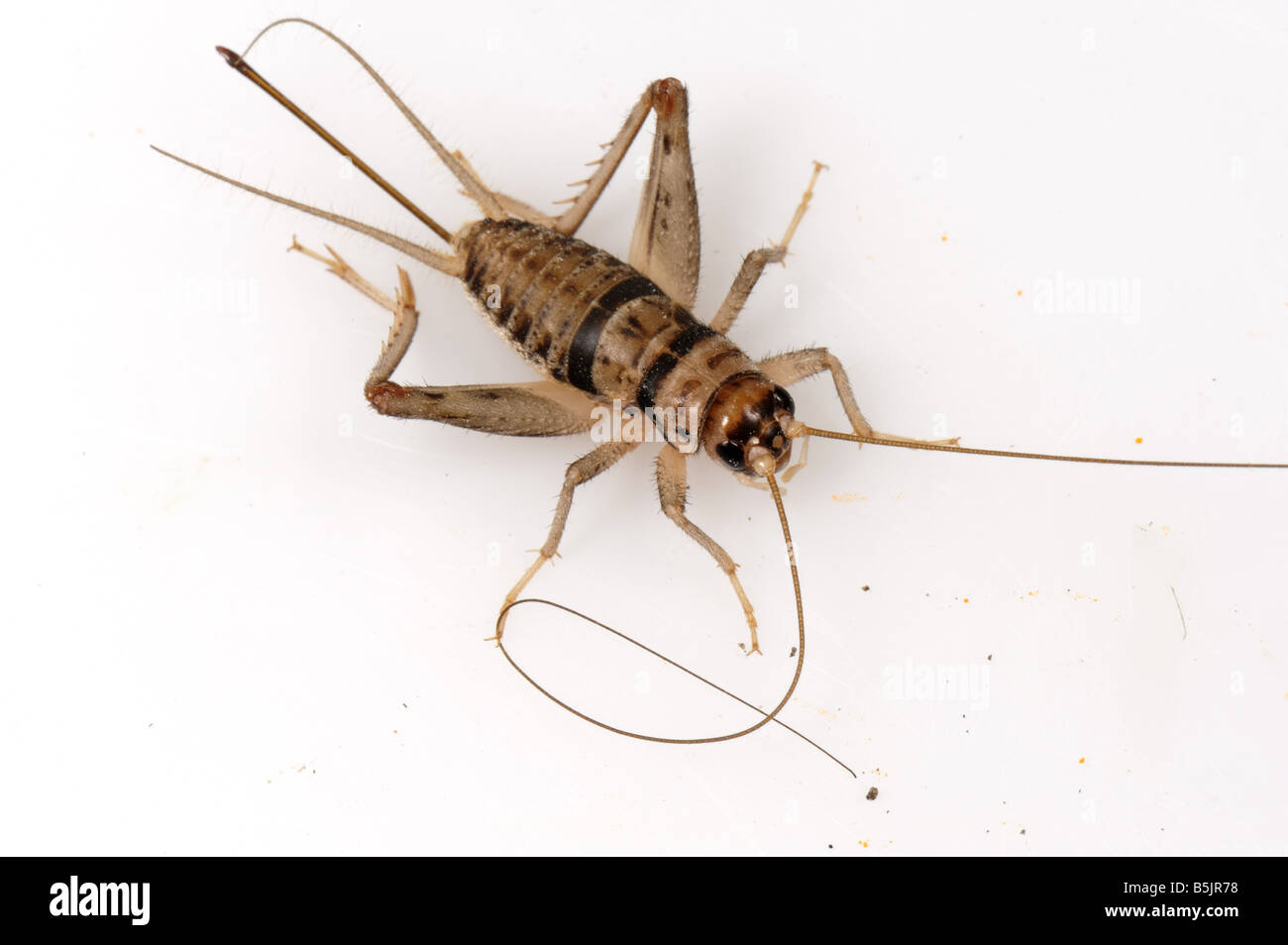 Tropical house cricket Gryllodes sigillatus adult female Stock Photo