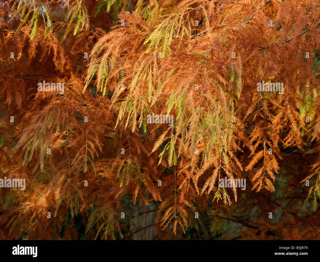 Swamp cypress (Taxodium distichum) Stock Photo