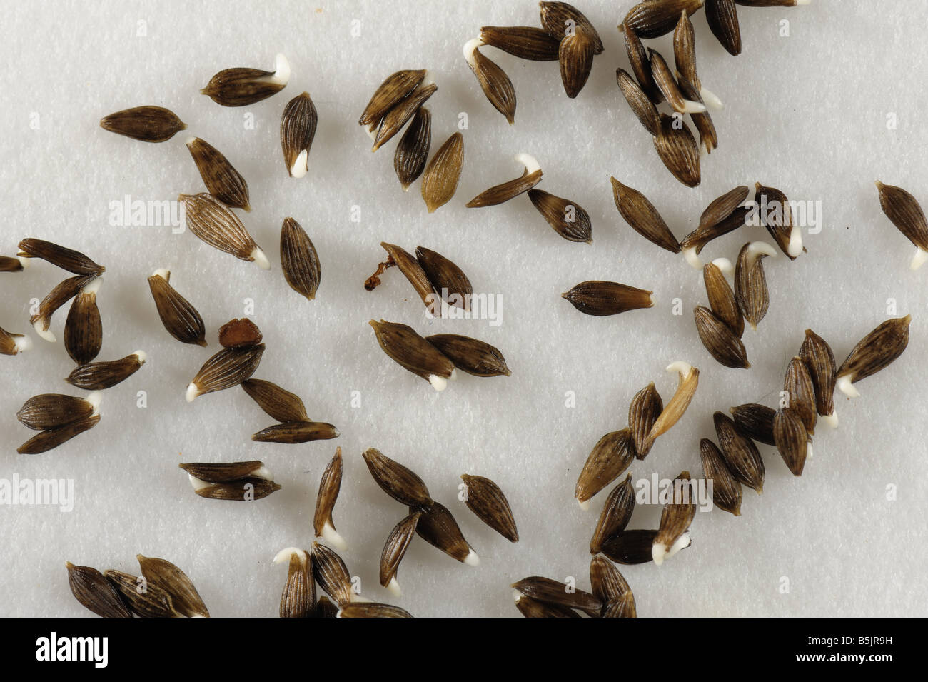 Lettuce seeds on a wet filter paper beginning to germinate Stock Photo