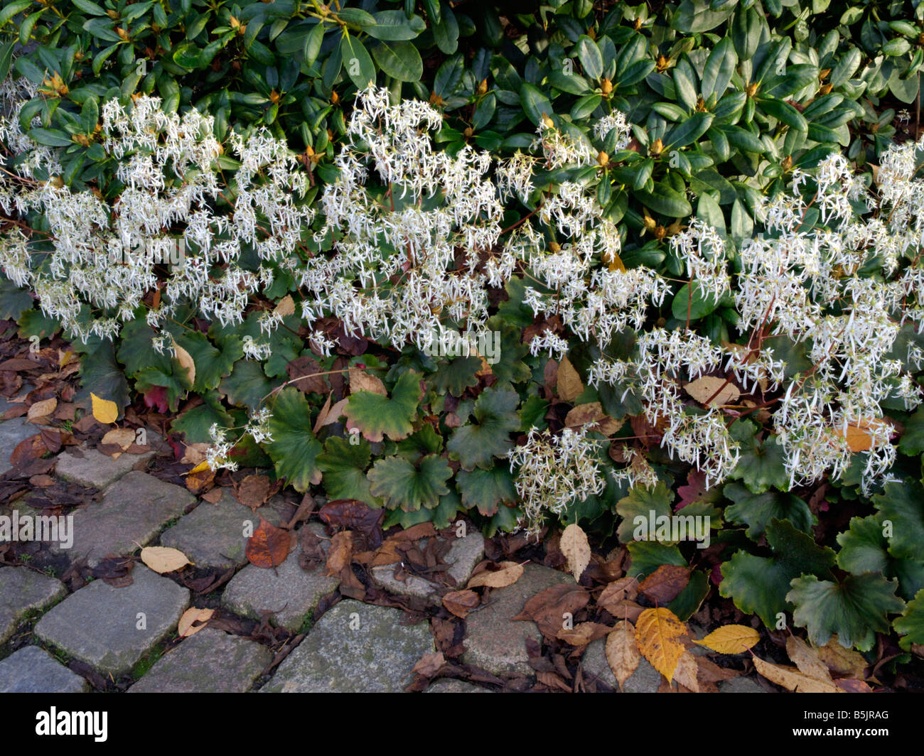 Saxifrage (Saxifraga cortusifolia) Stock Photo