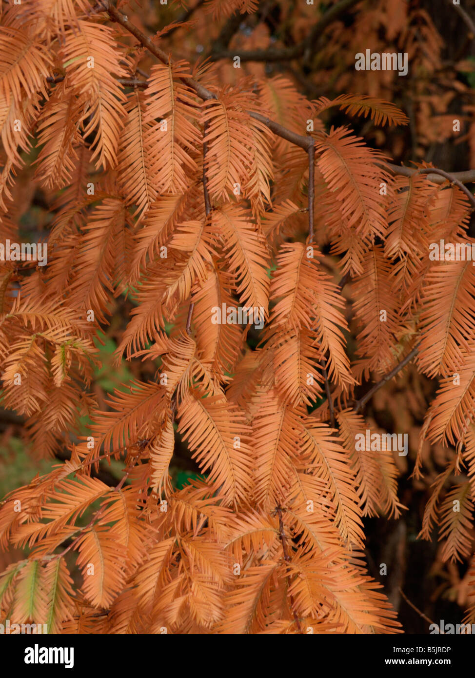 Dawn redwood (Metasequoia glyptostroboides) Stock Photo