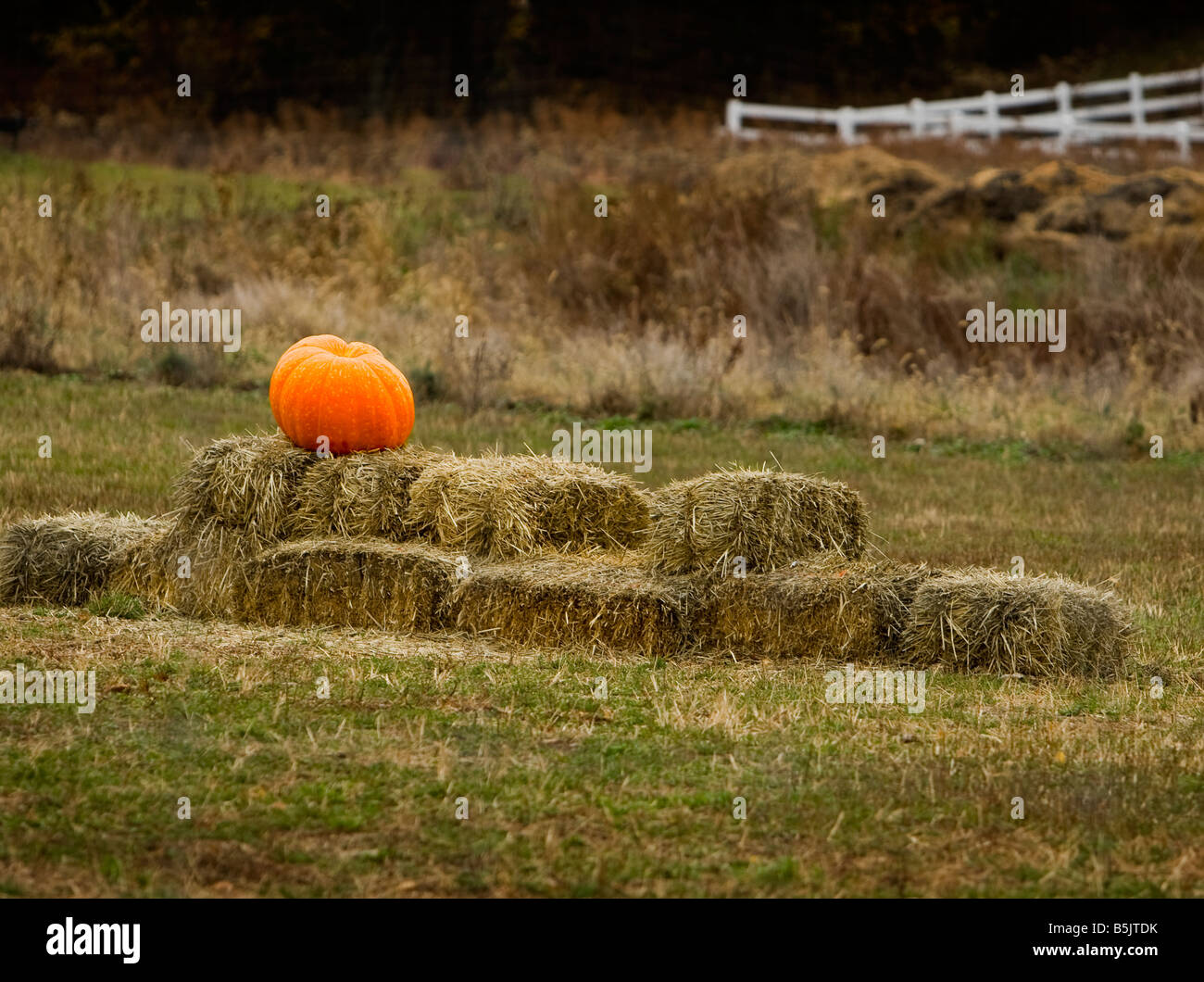 Pumpkin on a bale of hay Stock Photo Alamy