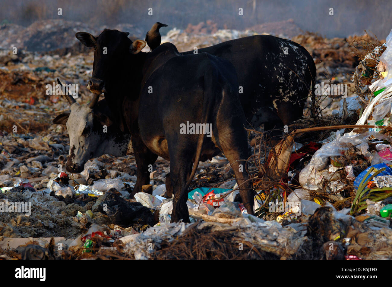 Rubbish is burnt on a dump near the town of Mapusa North Goa India, Cows and birds scavenge Stock Photo