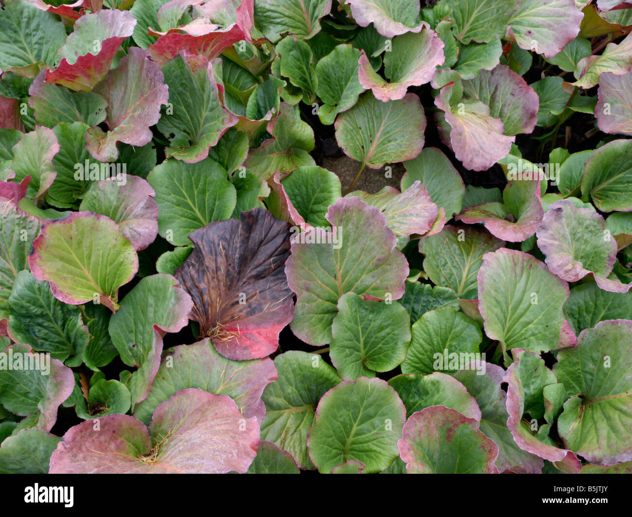 Heart leaf bergenia (Bergenia cordifolia) Stock Photo
