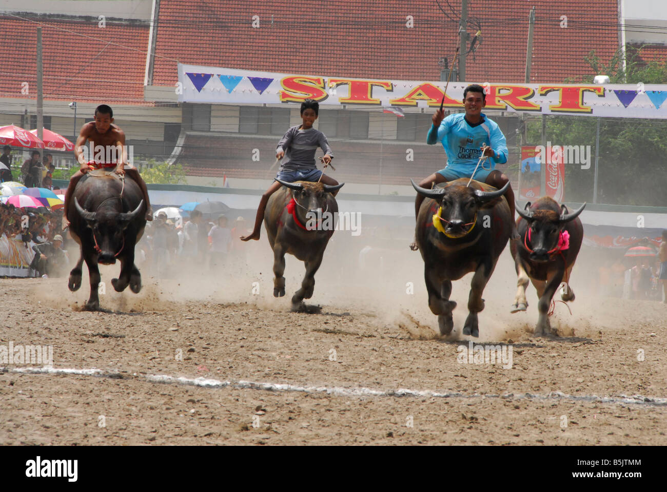 Water Buffalo racing festival in Chonburi,Thailand Stock Photo Alamy