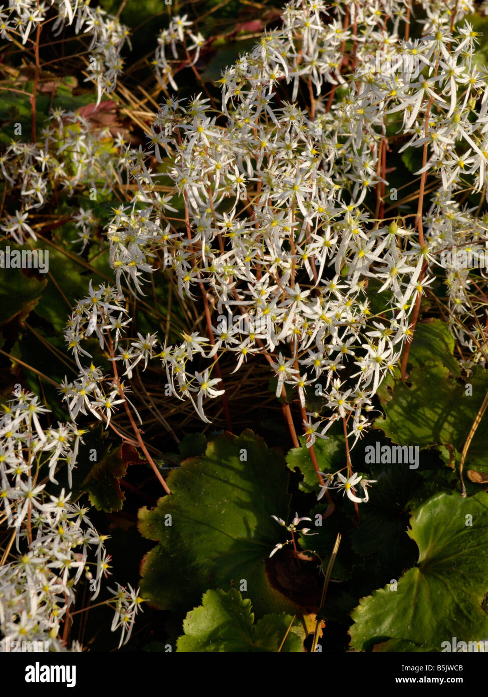 Saxifrage (Saxifraga cortusifolia) Stock Photo