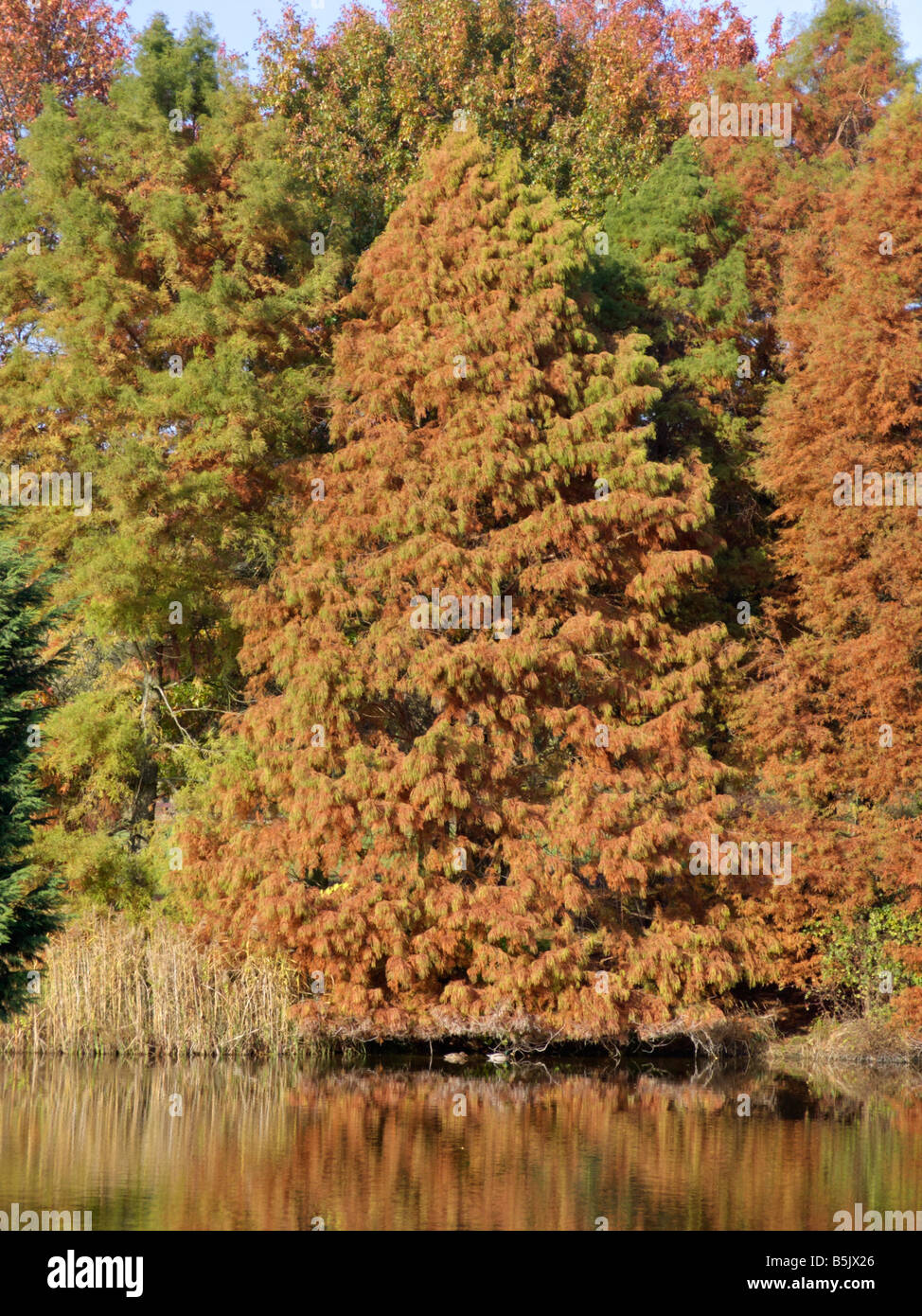 Dawn redwood (Metasequoia glyptostroboides) Stock Photo