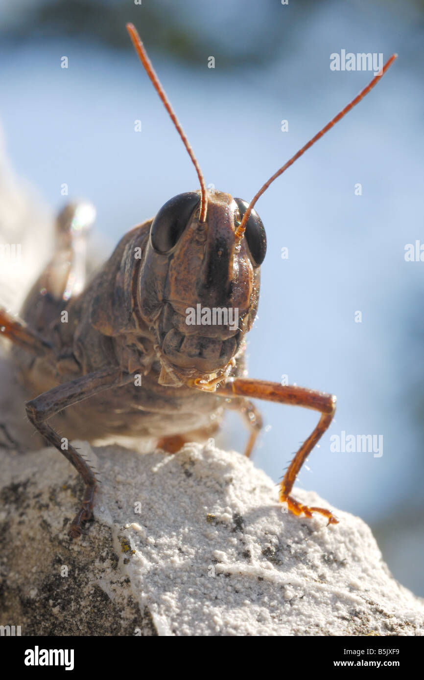 cavalletta grasshopper head eyes antennae front insect ortotteri insetti capo testa antenne occhi artropodi monte Barro Lecco pa Stock Photo