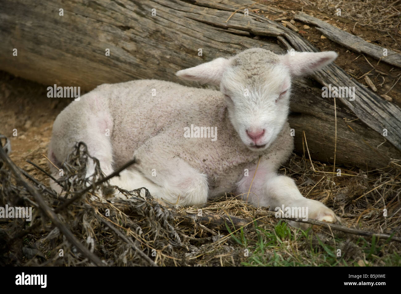 this beautiful few day old lamb is sleeping Stock Photo