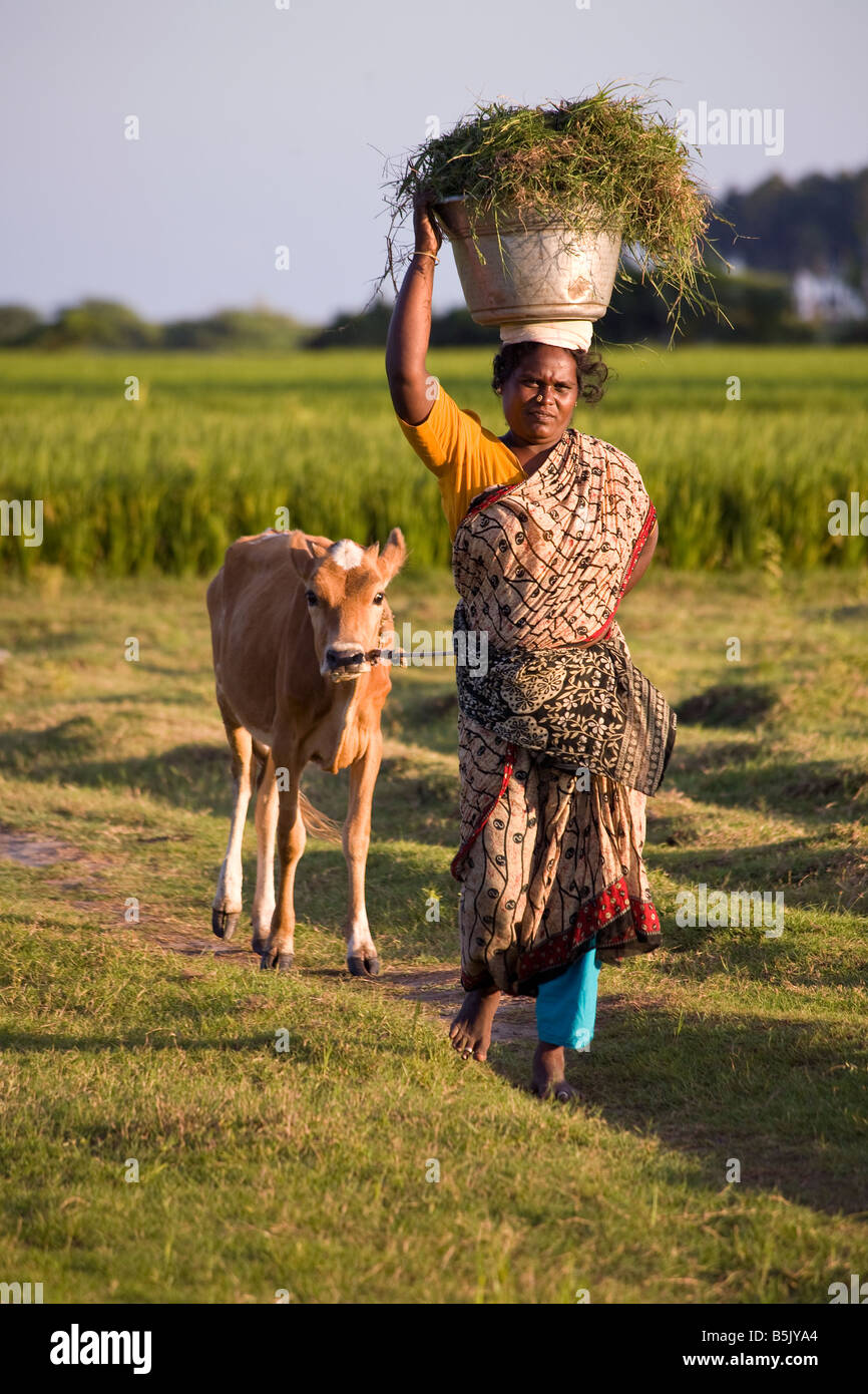 Local female farmer returns with fodder for her cows from desalinated land after devastating Tsunami 2003 now fertile again Stock Photo