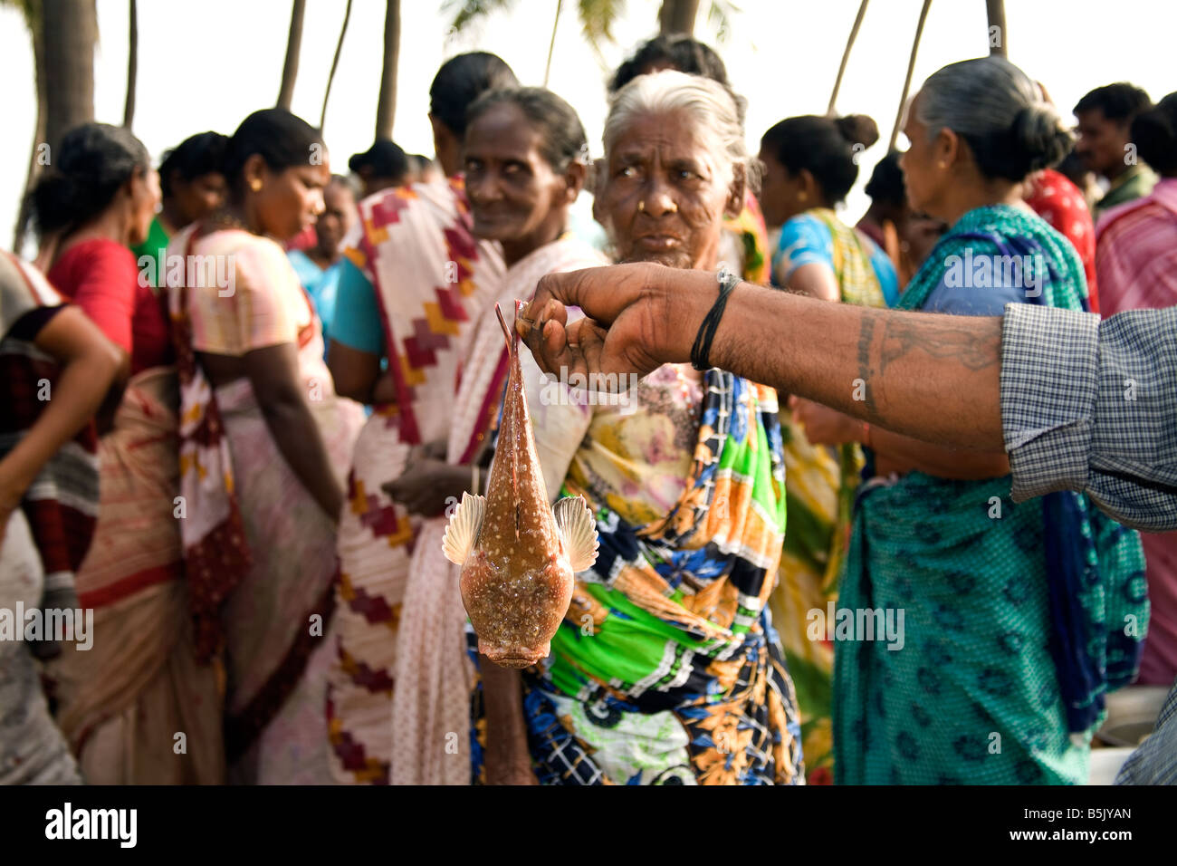 TamilNadu HAI Thalanguda fishing community women wives sort buy sell their family s catch of kadama kala mathi parai Stock Photo