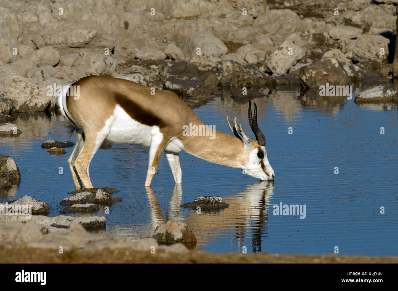 Springbok (Antidorcas marsupialis) at Okaukuejo waterhole Etosha National Park Namibia Stock Photo