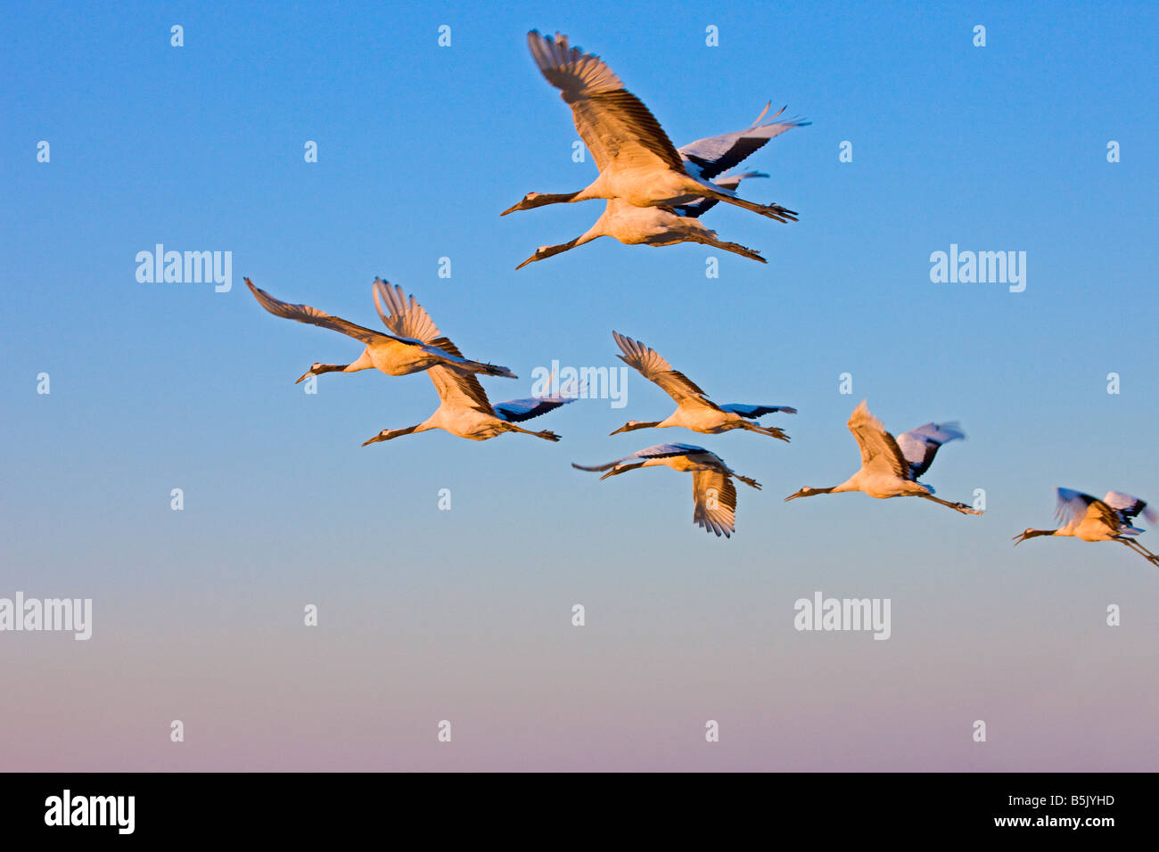 Red crowned cranes flying North China Stock Photo - Alamy