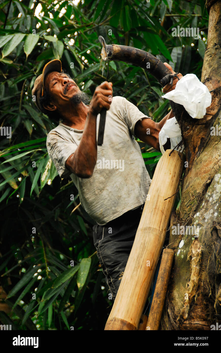 Balinese man is cutting peduncle of palm to collect palm sugar ,Bali,Indonesia. Stock Photo