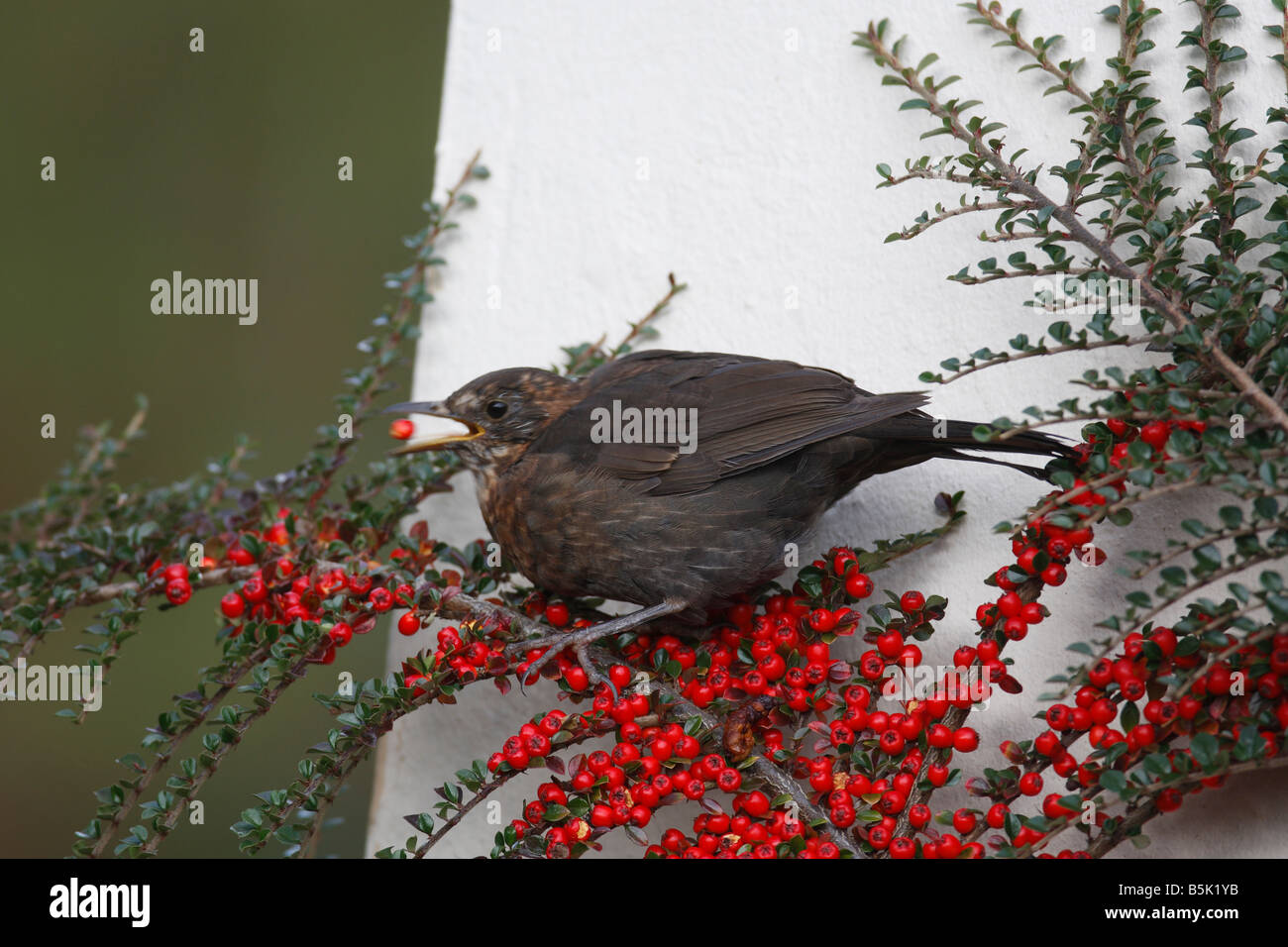 blackbird (Turdus merula) picking cotoneaster berries Stock Photo