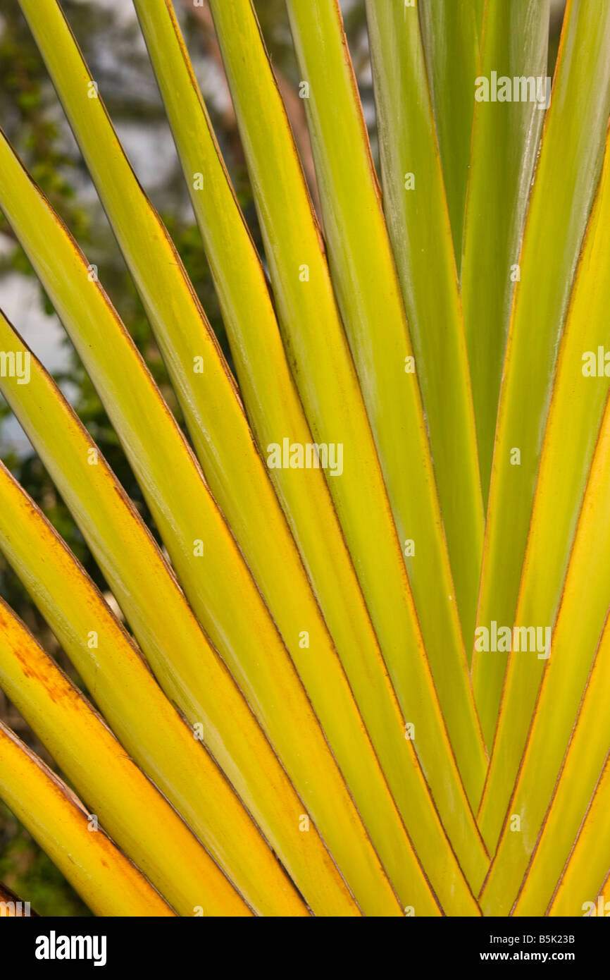 CAYE CAULKER BELIZE Detail of fan palm tree frond. Stock Photo