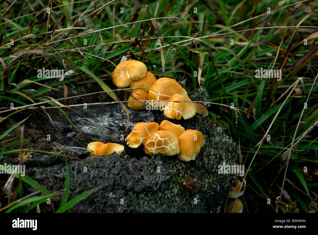 woodland fungus near Suie Cairn on the West Gordon Way near Alford in Aberdeenshire Stock Photo