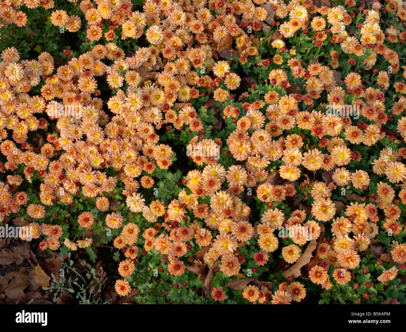 Chrysanthemum (Chrysanthemum indicum 'Herbstbrokat') Stock Photo