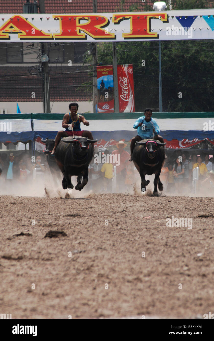 Water buffalo racing, Chonburi, Thailand Stock Photo Alamy
