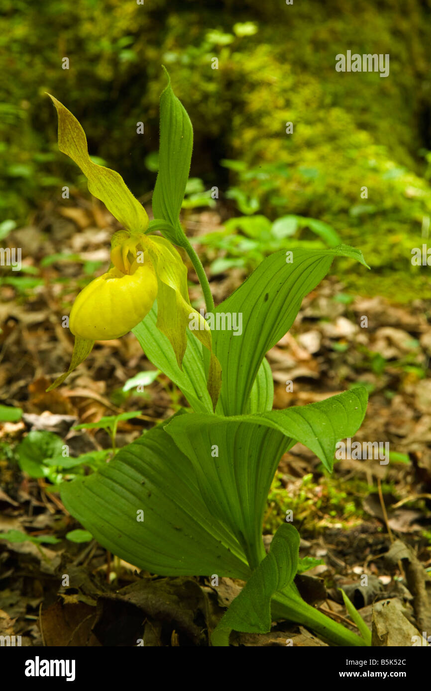 Yellow Ladys Slipper Spring Great Smoky Mountains National Park TN USA Stock Photo