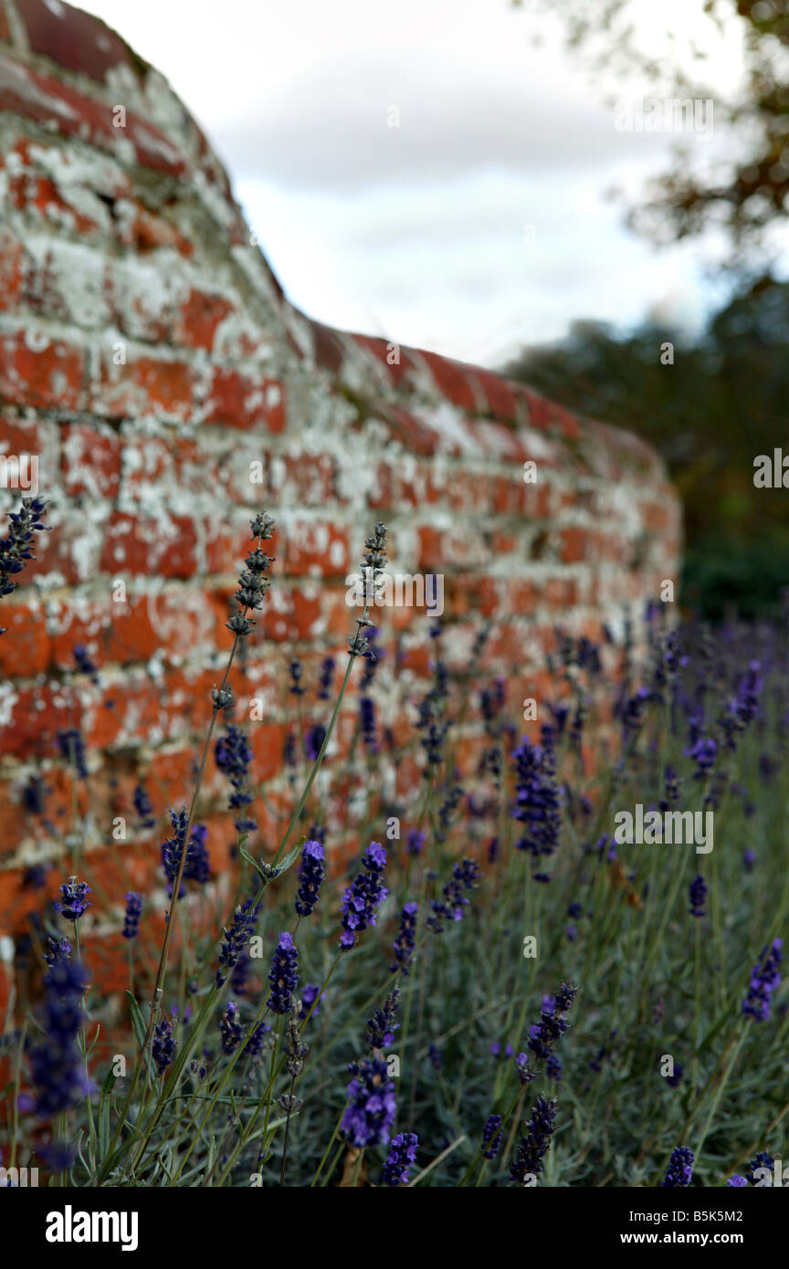 Lavender garden with old traditional brick wall in oxfordshire Stock Photo