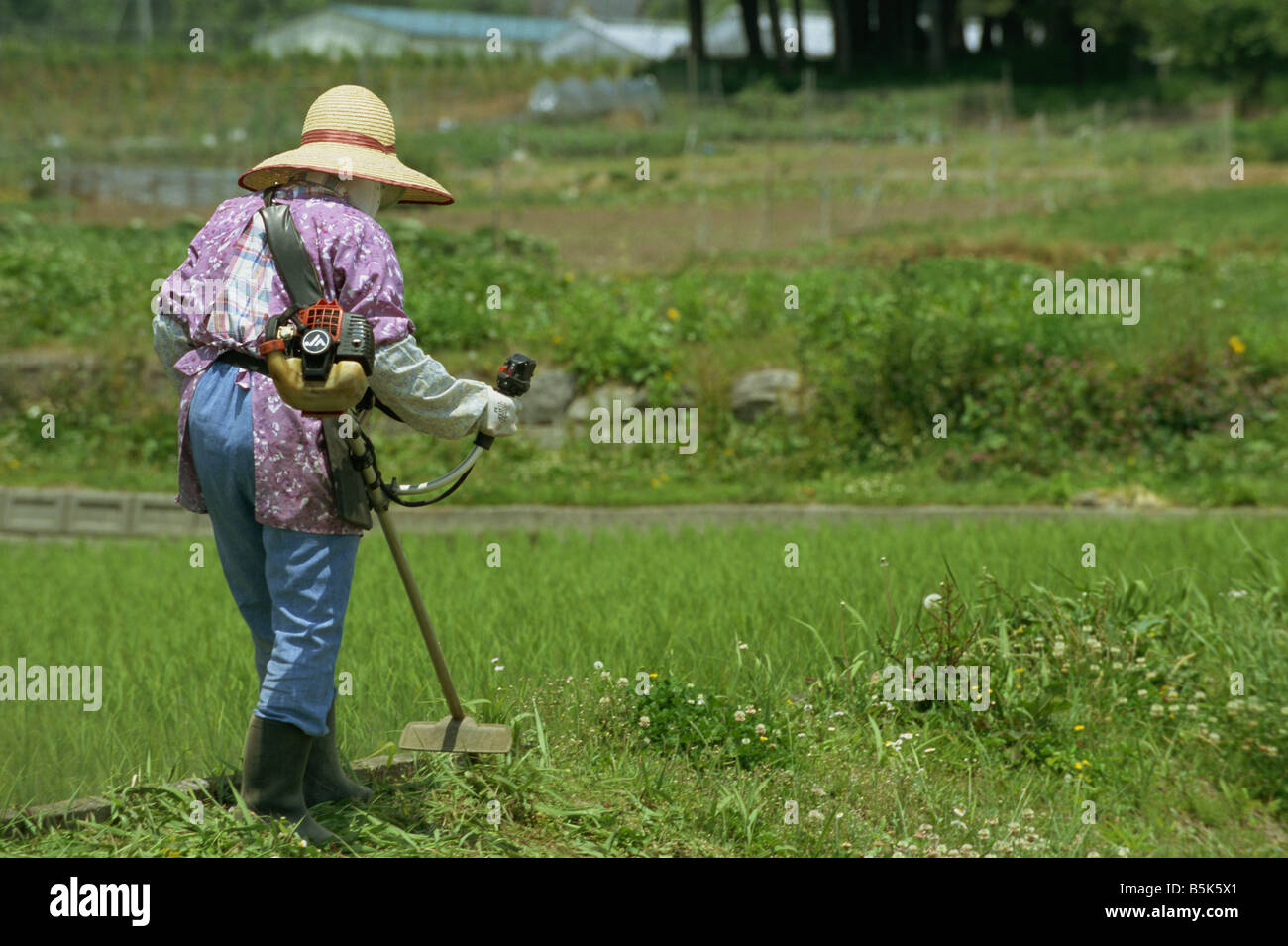 An elderly Japanese woman cutting grass Stock Photo Alamy