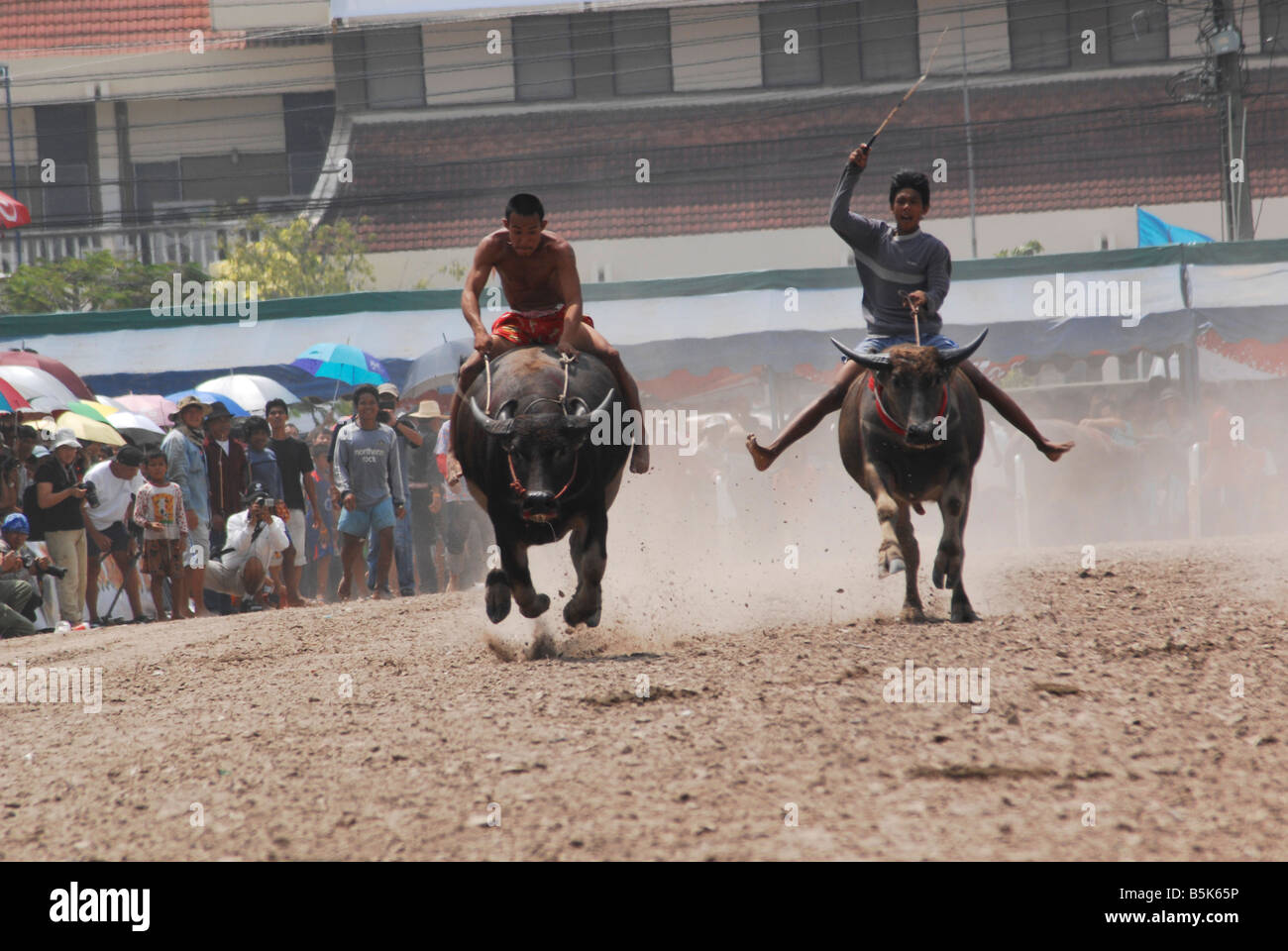 Water buffalo racing,Chonburi, Thailand Stock Photo Alamy