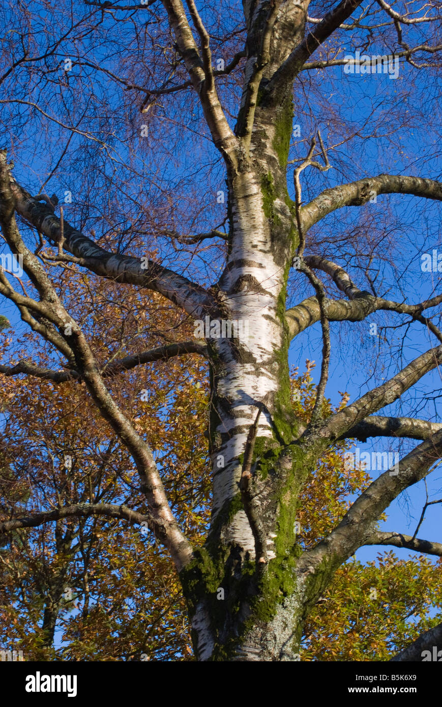 Silver Birch Tree with Common Beech Behind with Fine Autumn Tints Lake District National Park Cumbria UK Stock Photo