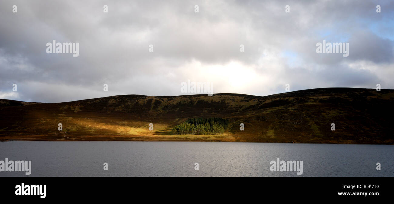 Strand of trees hires stock photography and images Alamy