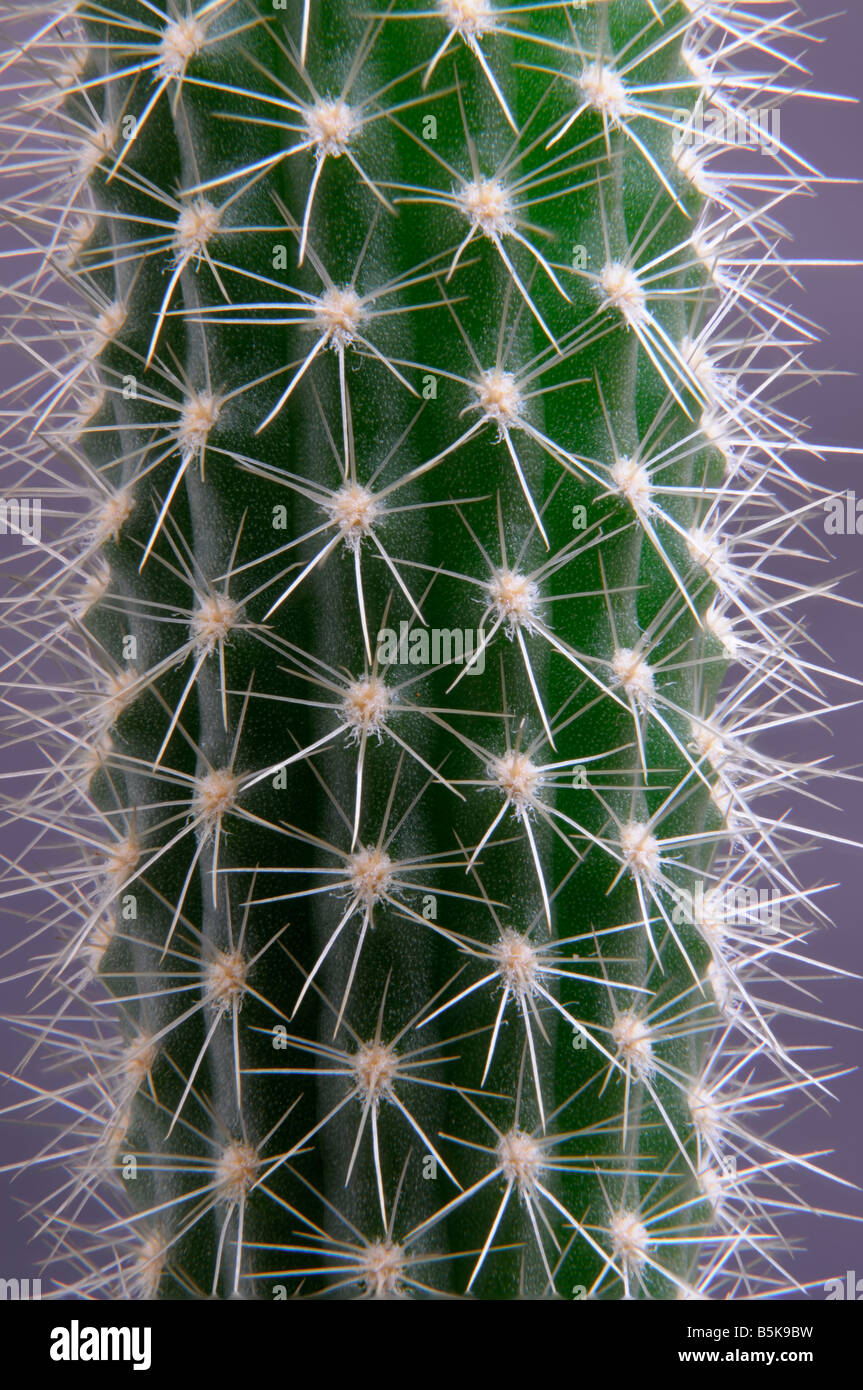 Close up image of Chamaelobivia cactus Stock Photo