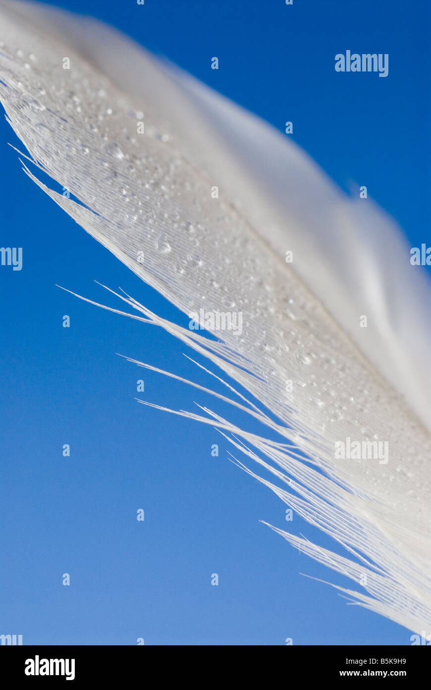 White feather on blue background Stock Photo - Alamy