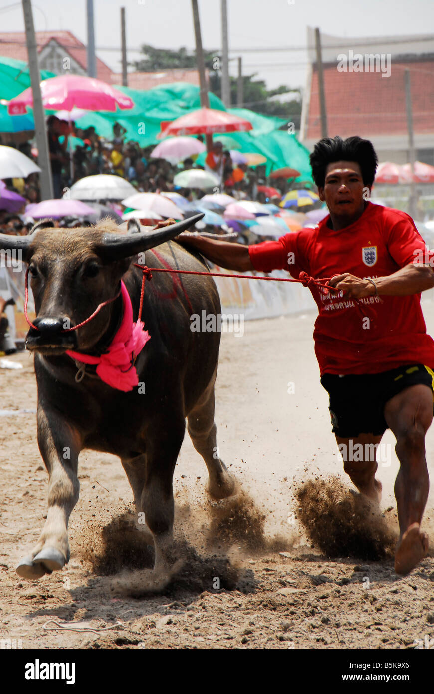 Water Buffalo racing festival in Chonburi,Thailand Stock Photo Alamy
