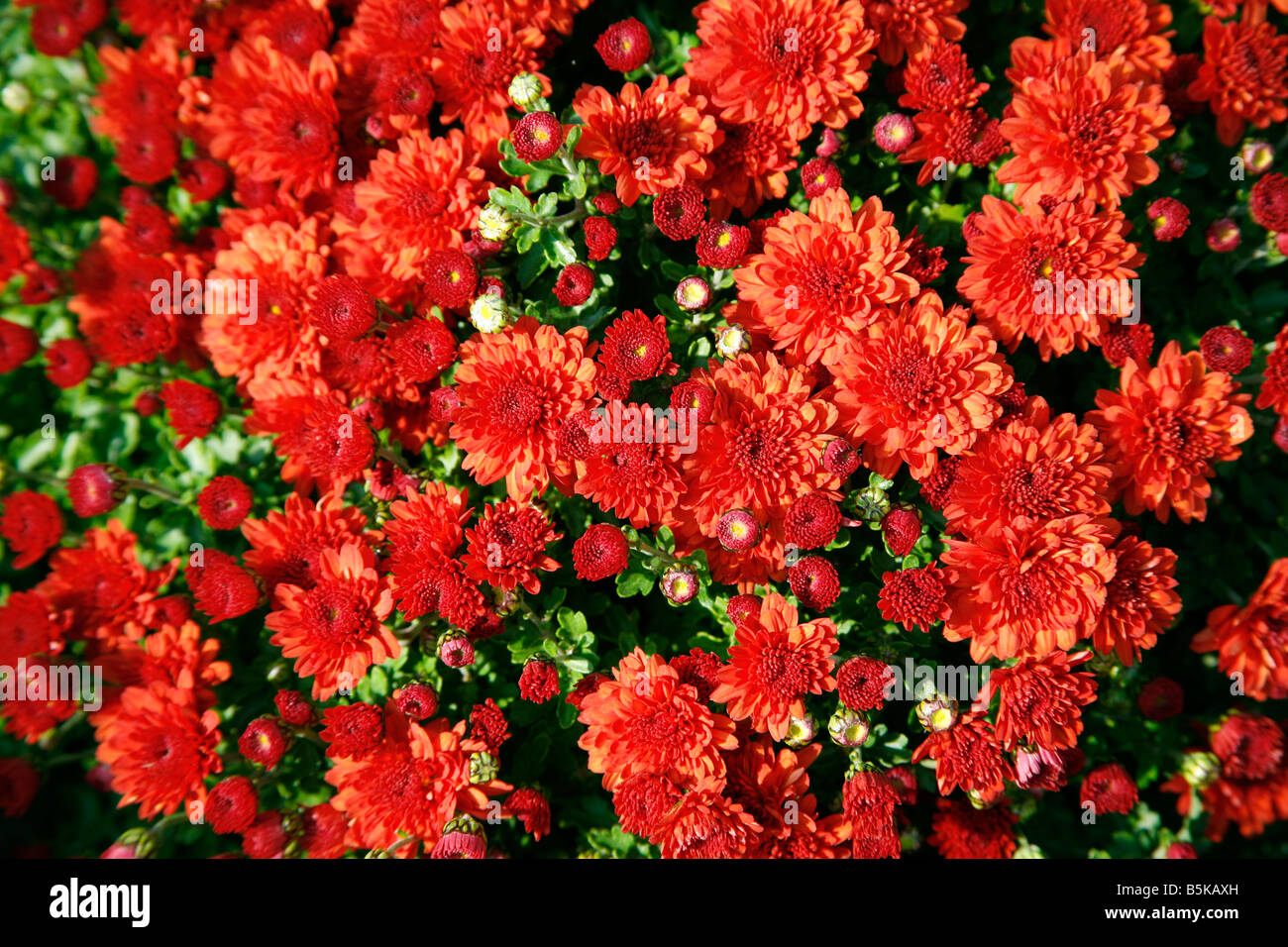 Colourful autumn flower display in Croatian market in Zagreb Stock Photo