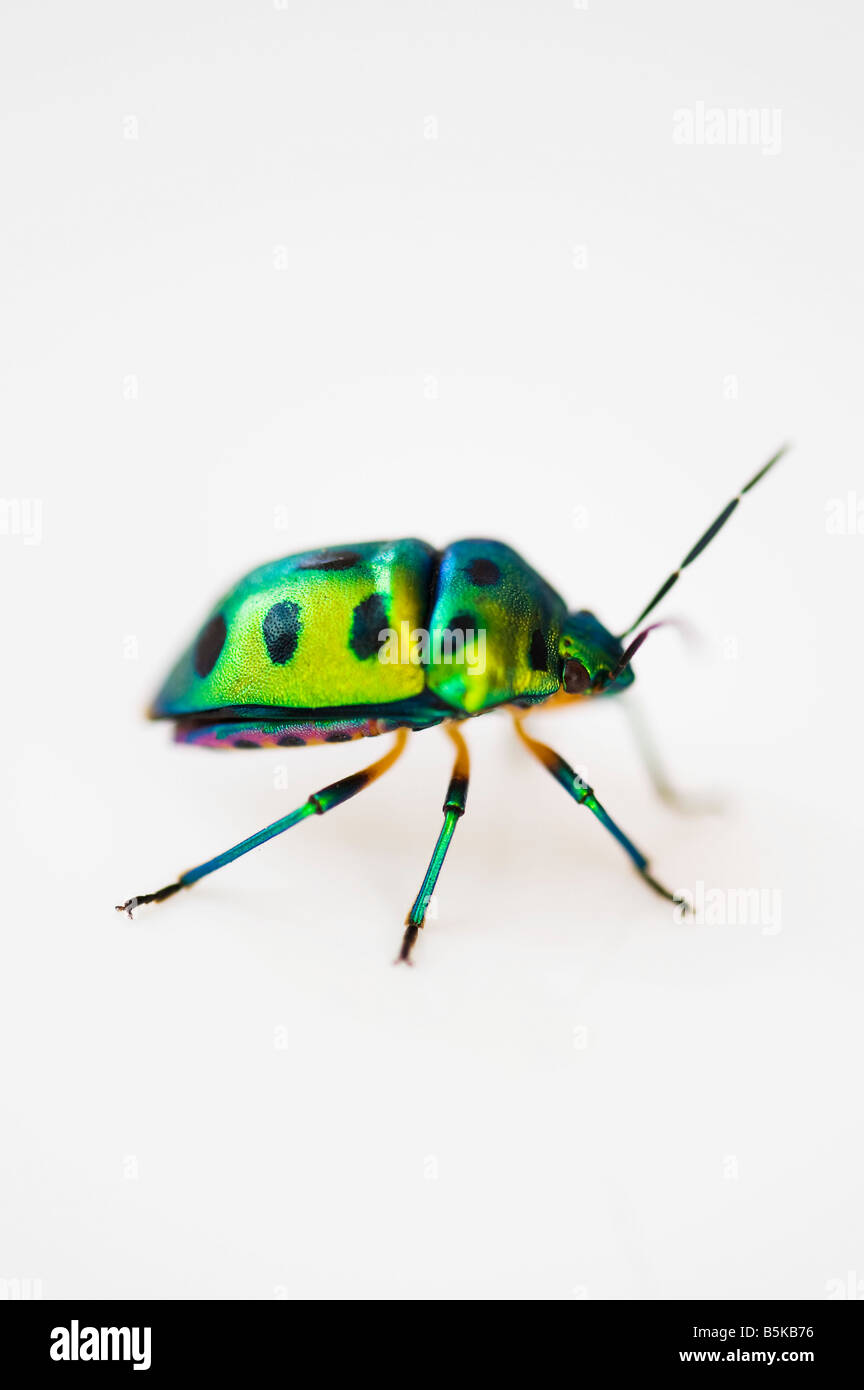 Chrysocoris stollii. Indian Green jewel bug on white background. India